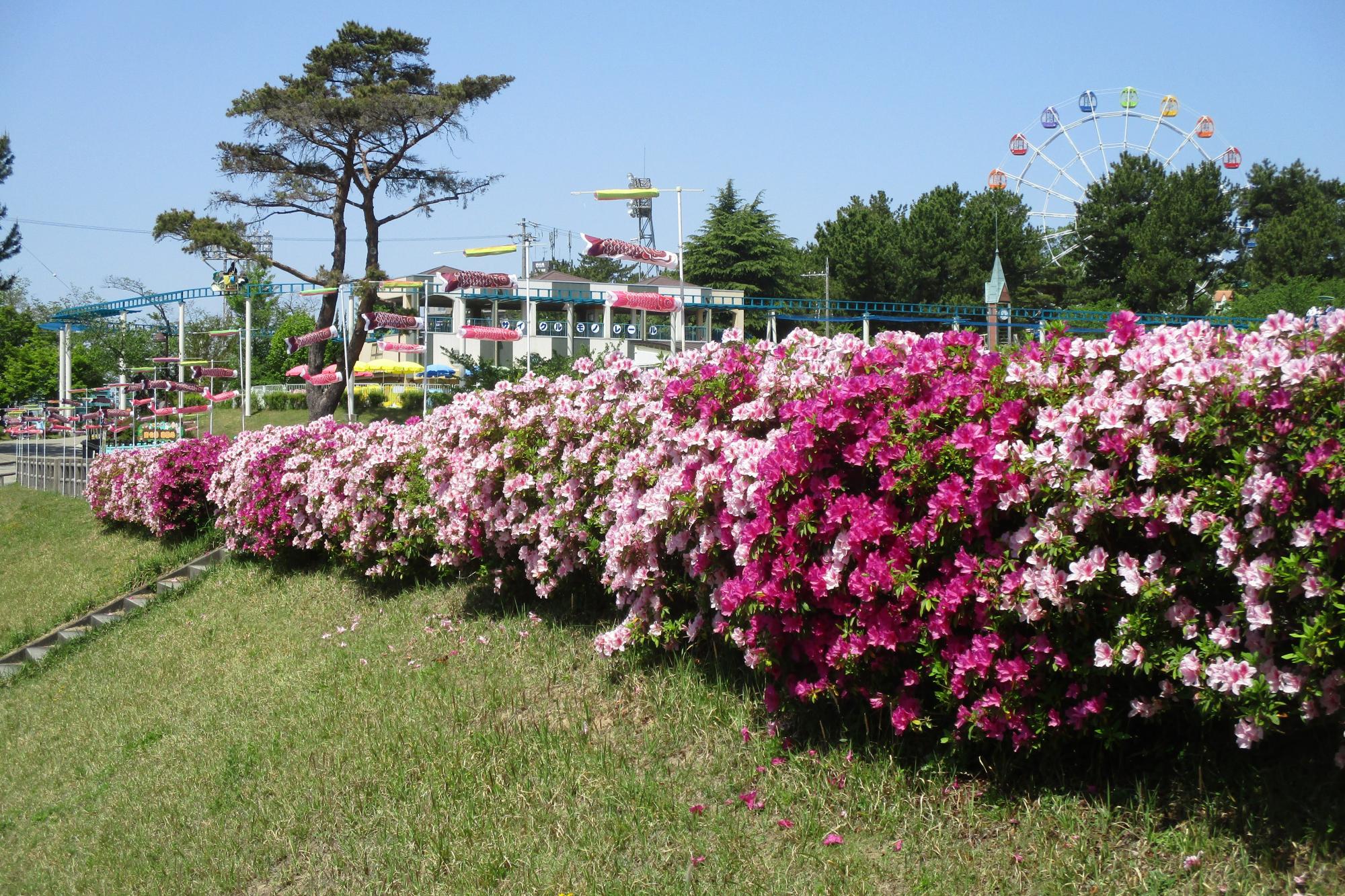 2023年４月22日現在の南公園のツツジの開花状況です！