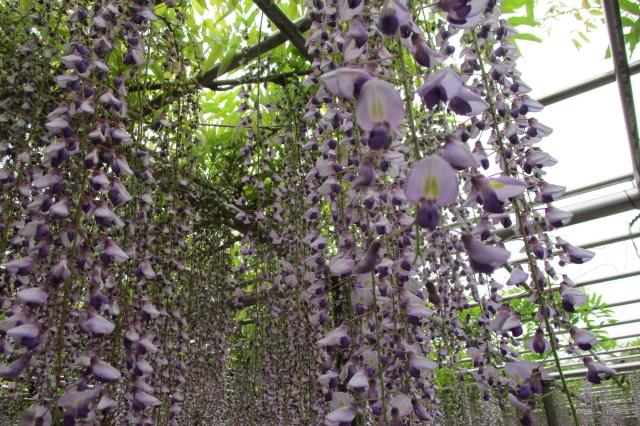 2023年4月25日（火）五万石ふじの開花状況を公開しました！