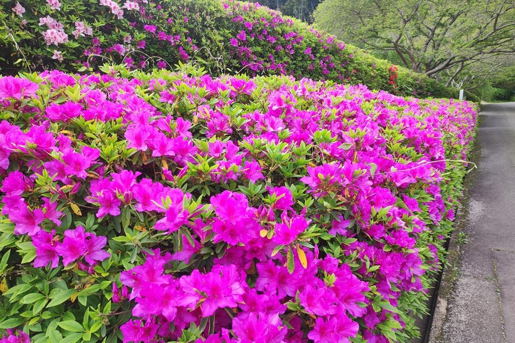 4月25日(火)のお花情報(ツツジが咲きました)