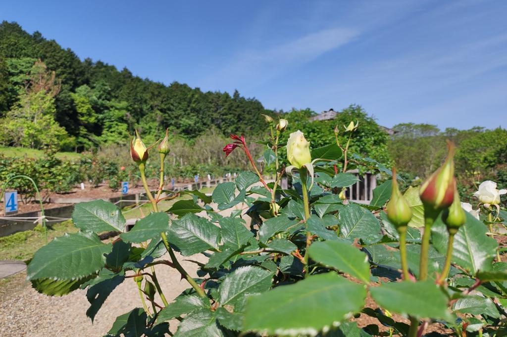 4月28日(金)のバラの開花状況です