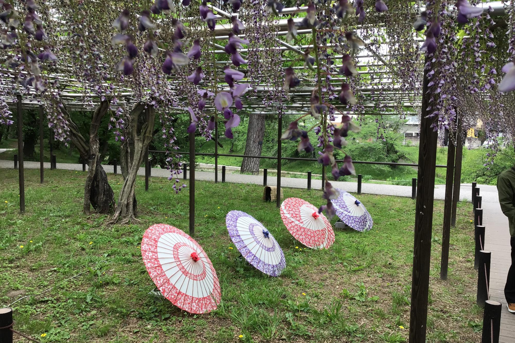 2023年4月29日（土）五万石ふじの開花状況を公開しました！