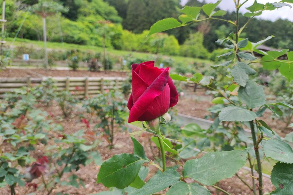 4月29日(土)のバラの開花状況です