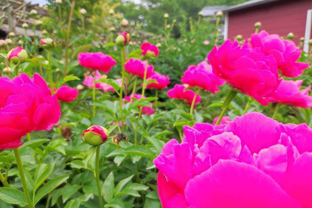 4月29日(土)のお花情報(なんじゃもんじゃとシャクヤクの開花が進んでいます)