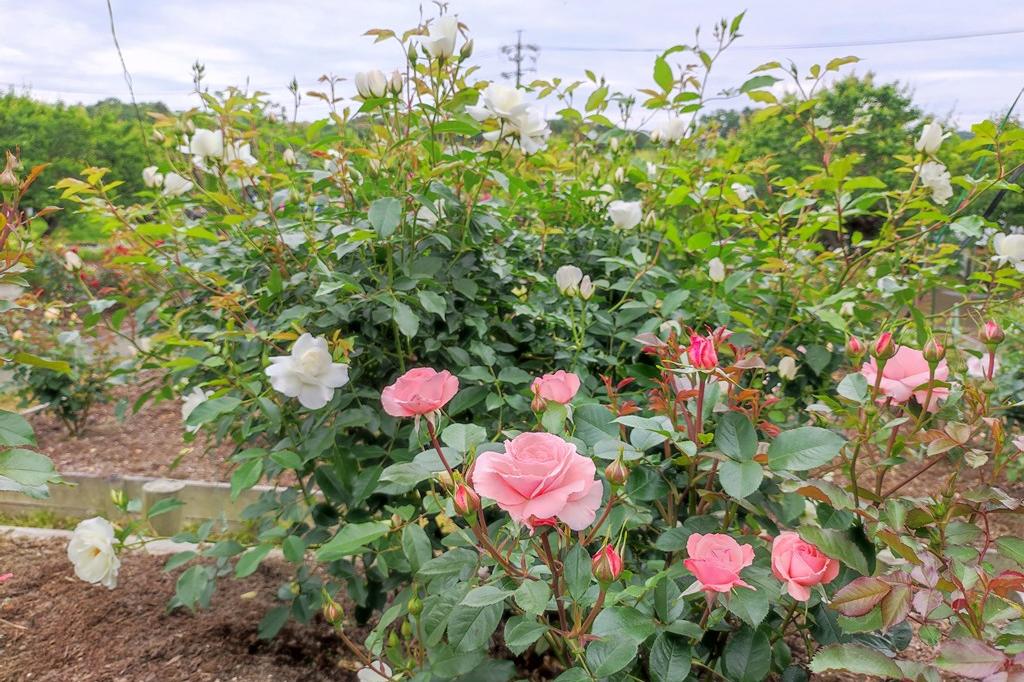 5月13日(土)のバラの開花状況です