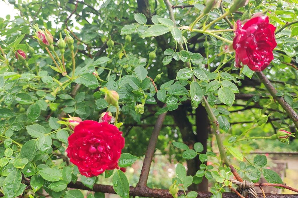 5月14日(日)のバラの開花状況です