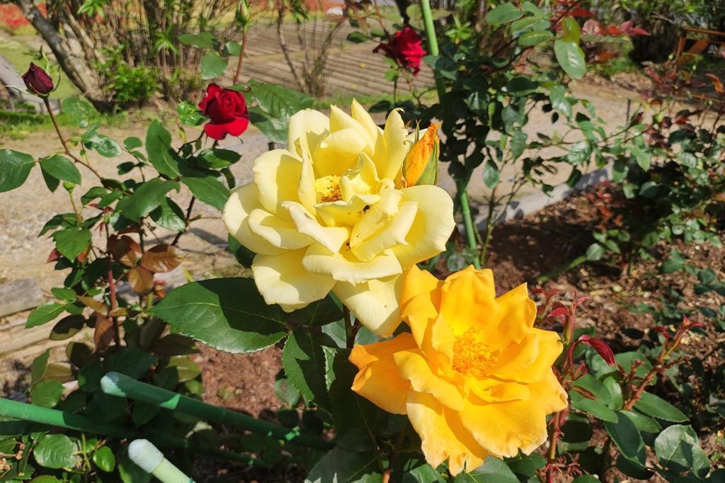 5月17日(水)のバラの開花状況です