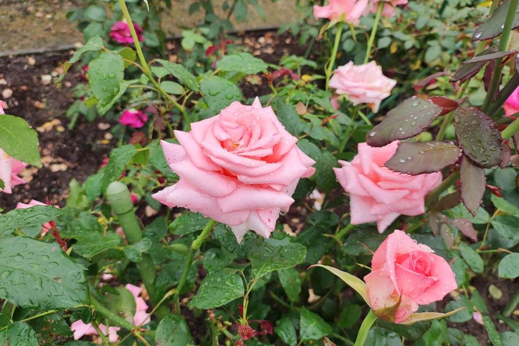 5月23日(火)のバラの開花状況です