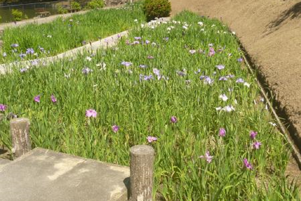 東公園花菖蒲園の開花状況をお知らせします！