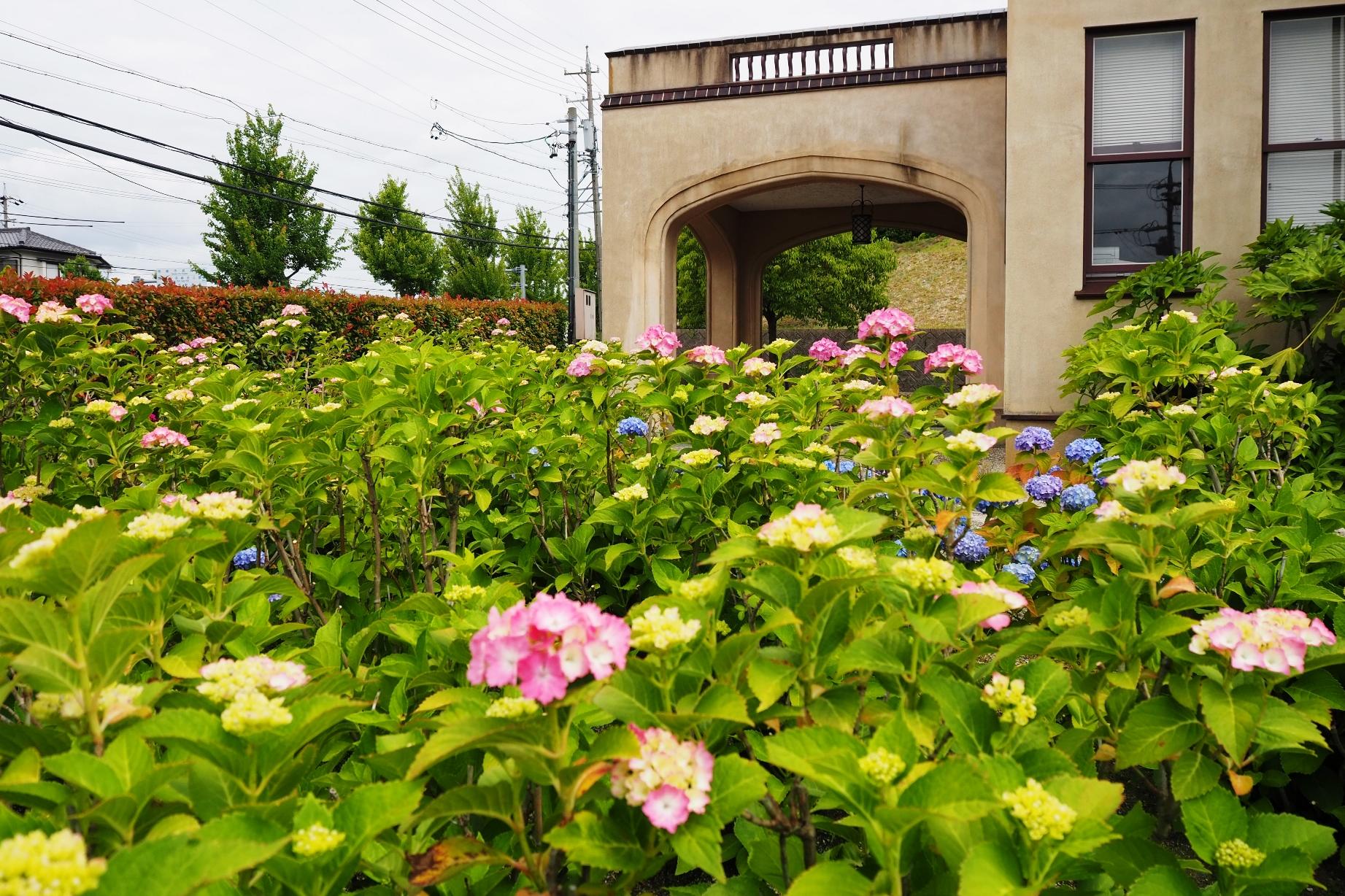 5月26日（金）の旧本多忠次邸のアジサイの様子を更新しました。