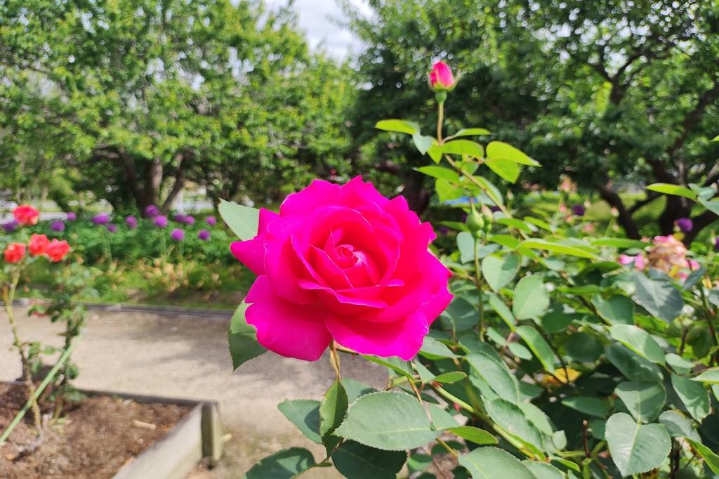 5月28日(日)のバラの開花状況です