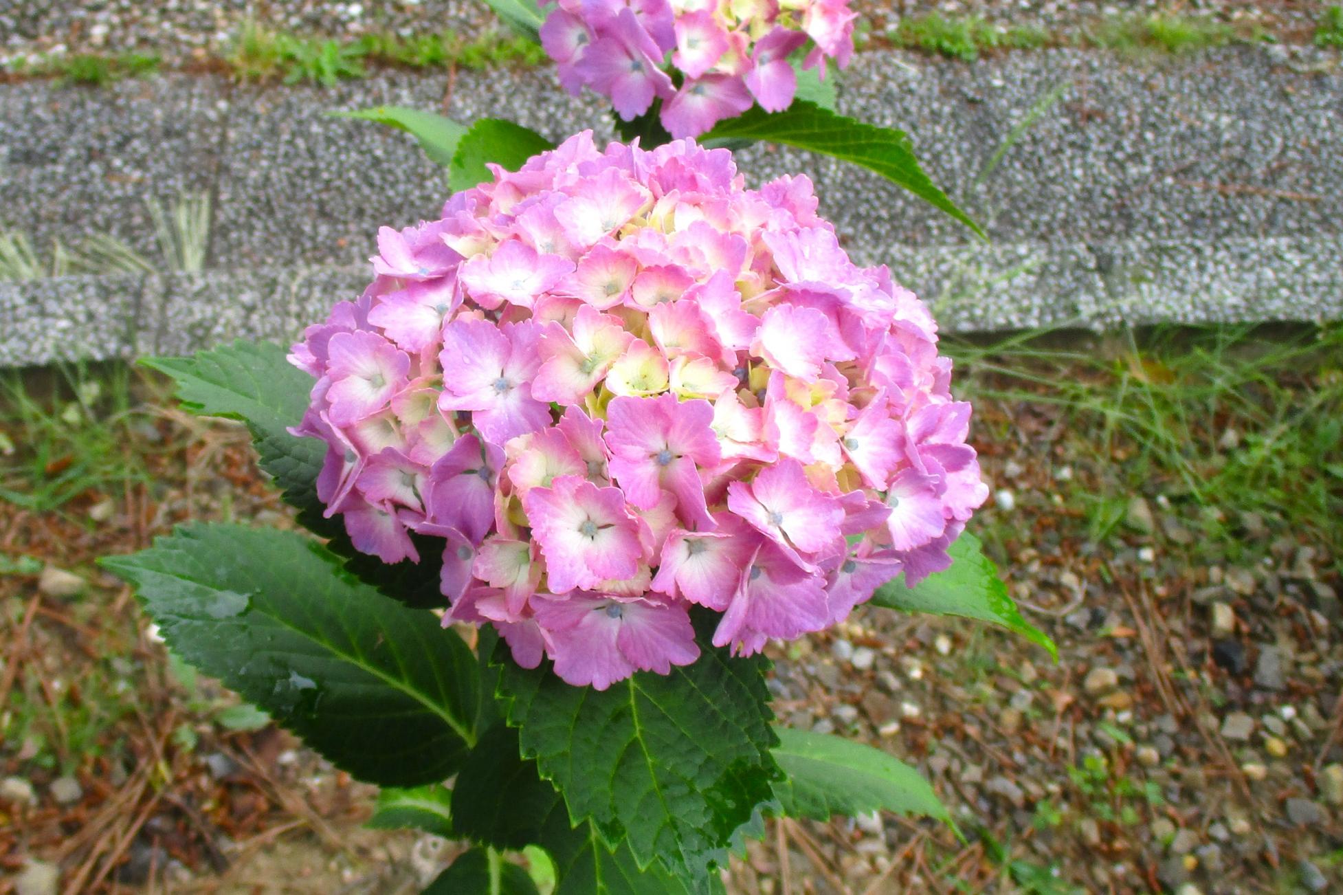 2023年の南公園の紫陽花（アジサイ）の開花状況です！