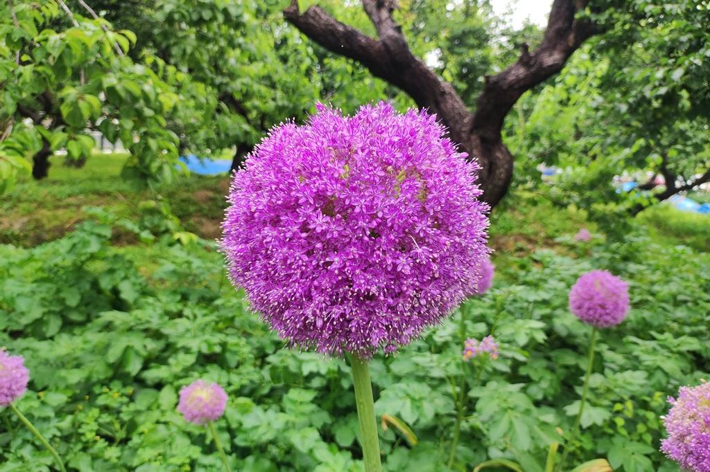 5月30日(火)のお花情報(ギガンジュームが満開です)