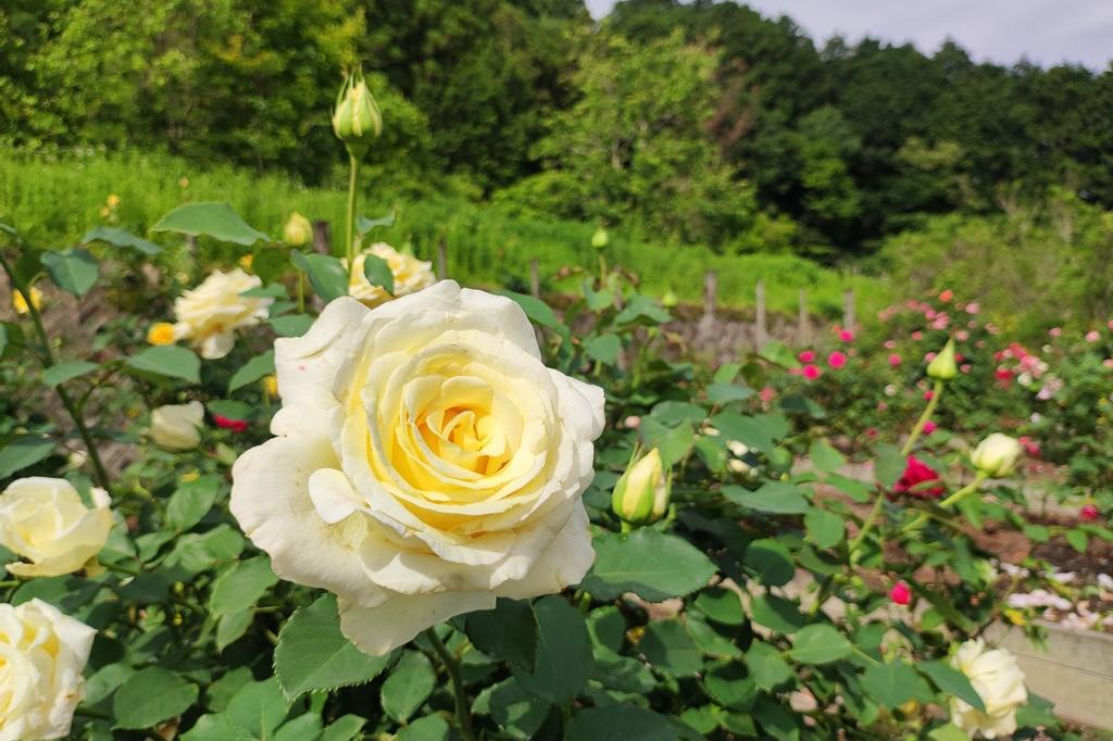 6月1日(木)のバラの開花状況です