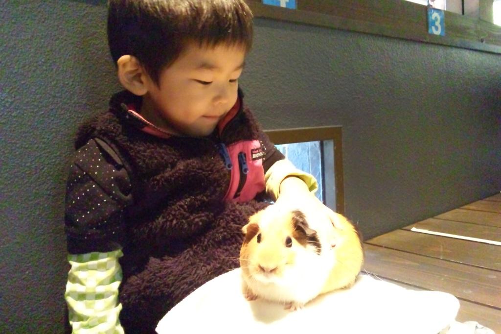 「モルモットのふれあい体験」を再開します。【東公園動物園】