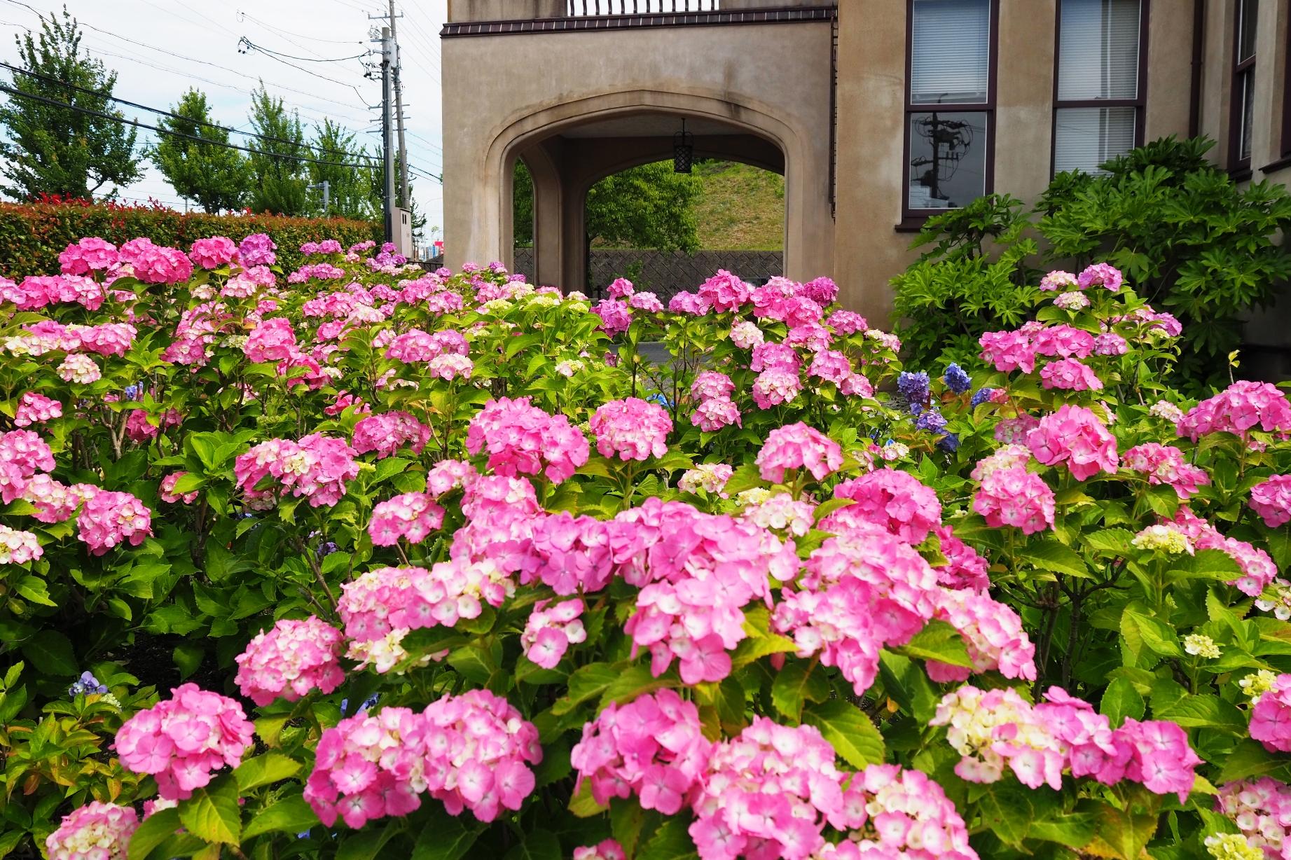 6月3日（土）の旧本多忠次邸のアジサイの様子を更新しました。