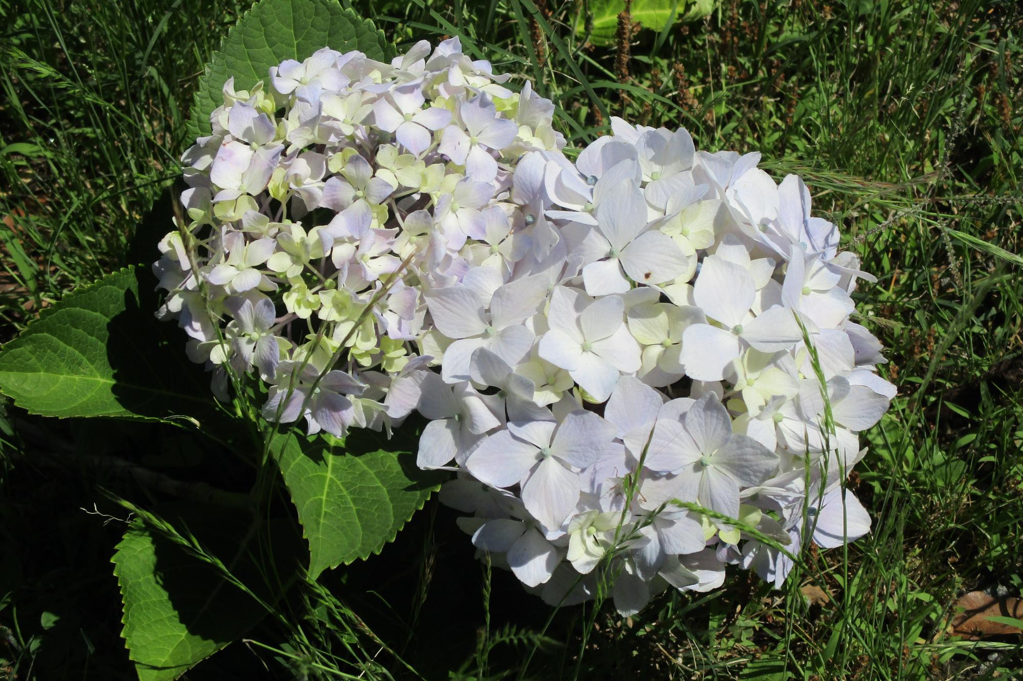 2023年6月4日（日）現在の南公園の紫陽花（アジサイ）の開花状況です！