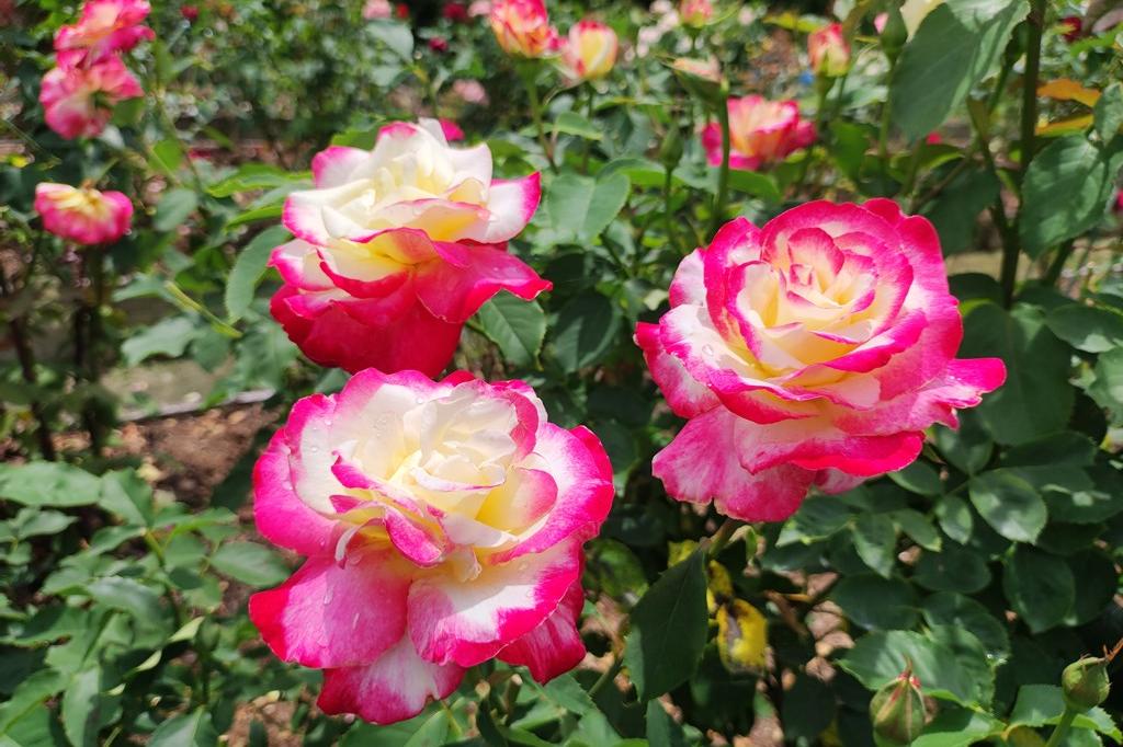 6月7日(水)のバラの開花状況です