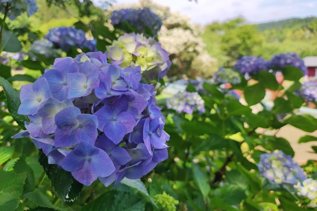 6月7日(水)のお花情報(アジサイが咲き始めました)