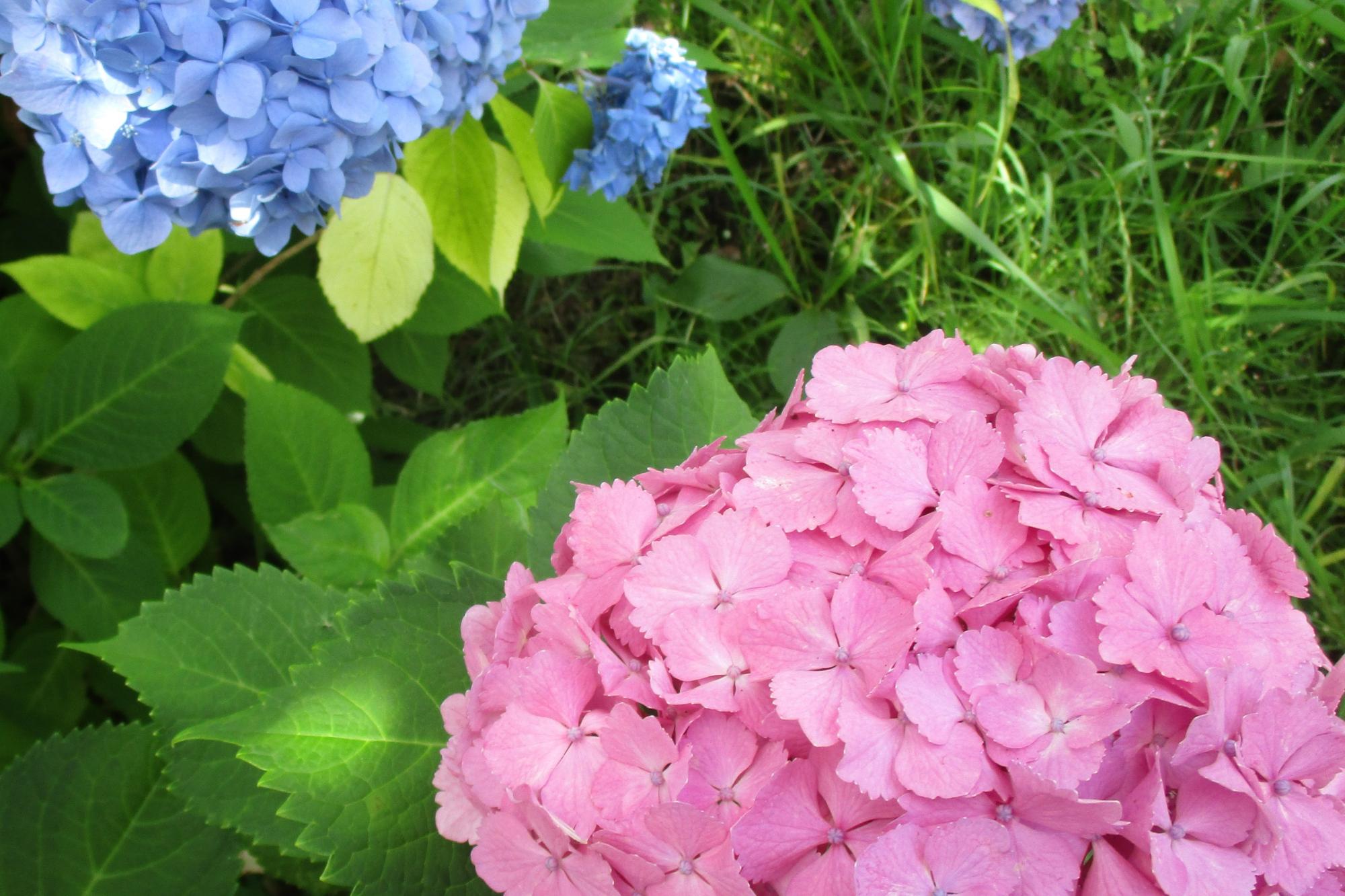 2023年6月10日（土）現在の南公園の紫陽花（アジサイ）の開花状況です！