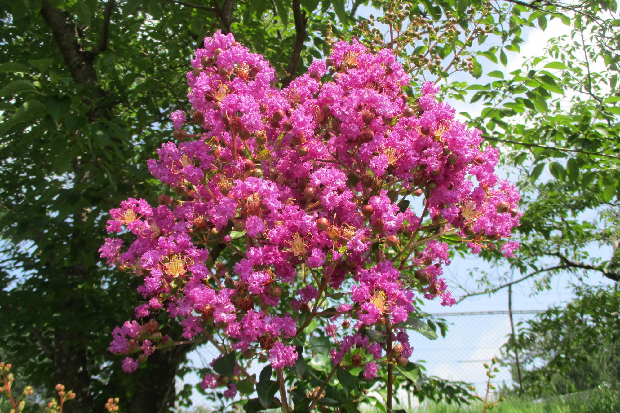 2023年の百日紅（サルスベリ）の開花状況です！