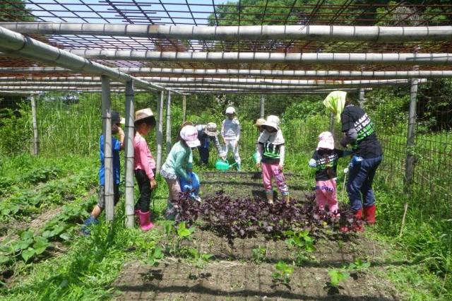 「のこぎりで竹カップづくり・森の畑の草とり／森の畑倶楽部大豆でｅ-ｃｏ」を実施します！