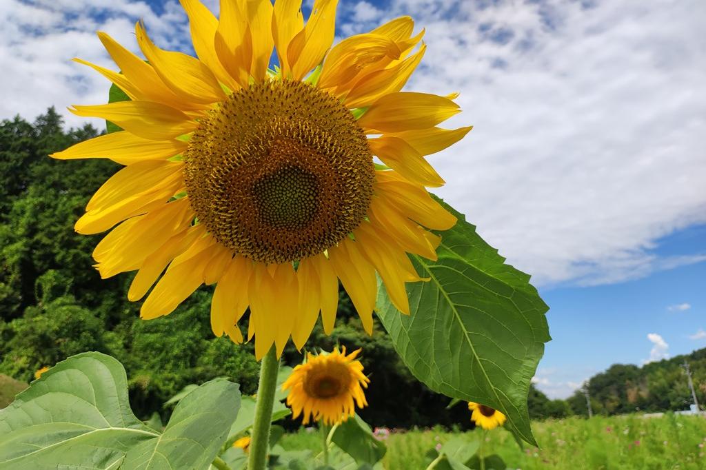 8月4日(金)のお花情報(ヒマワリ畑の様子です)