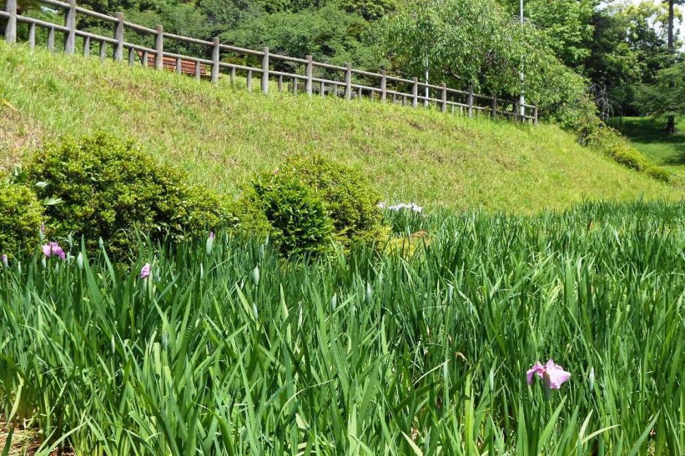 でもよく見るとあちこちで開花がはじまっています。