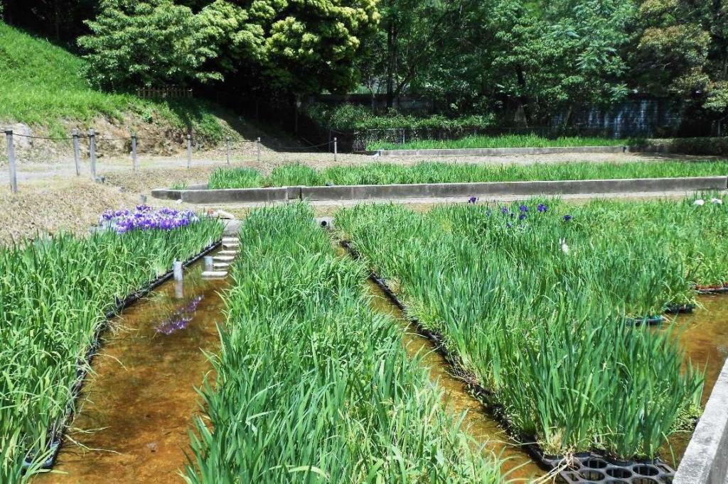 今年は上部の池からの水が足りず苦労しました。