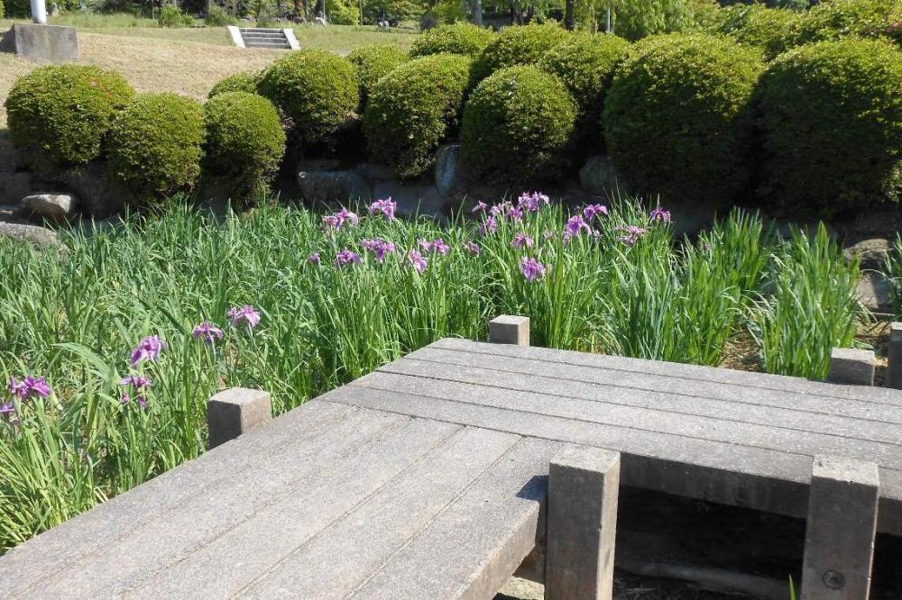 先に咲いた花もちょっと暑さにバテ気味？