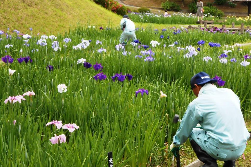 花ガラを取り、名札を新調して