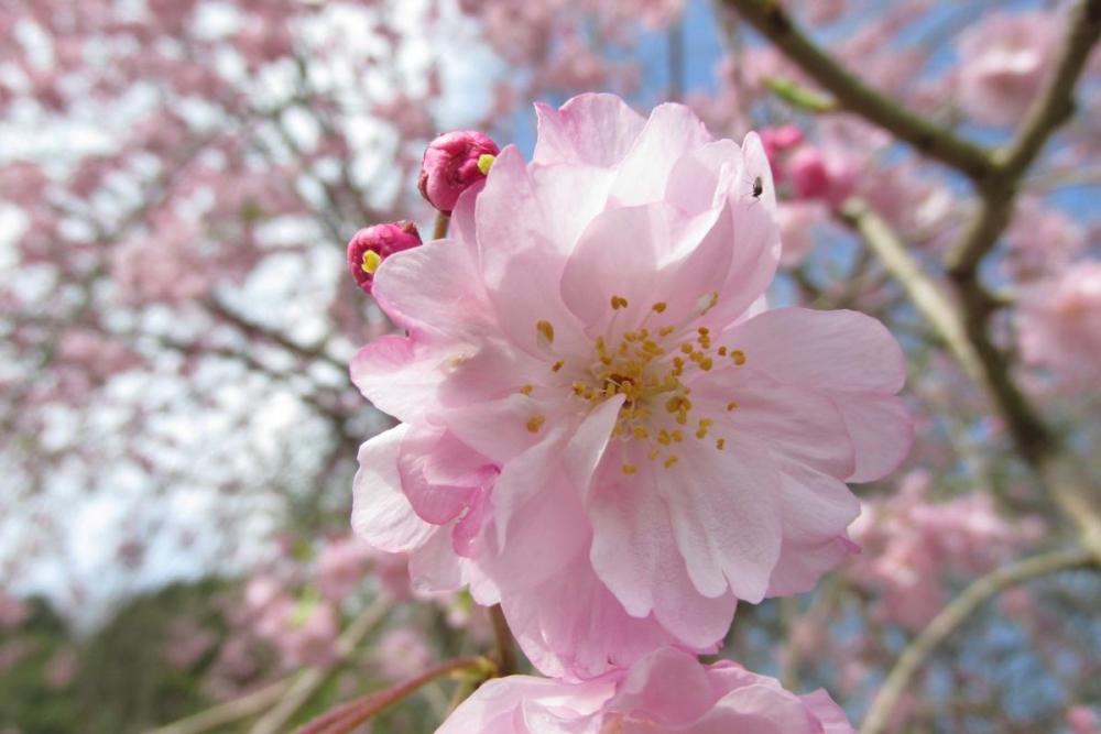 しだれ桜です