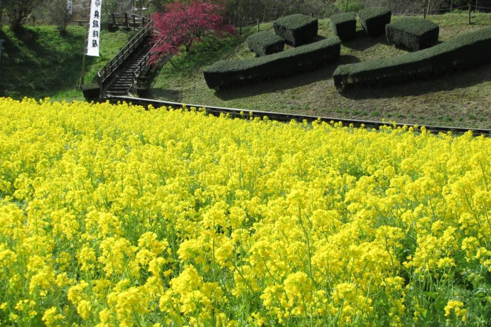 菜の花はまだまだ綺麗です