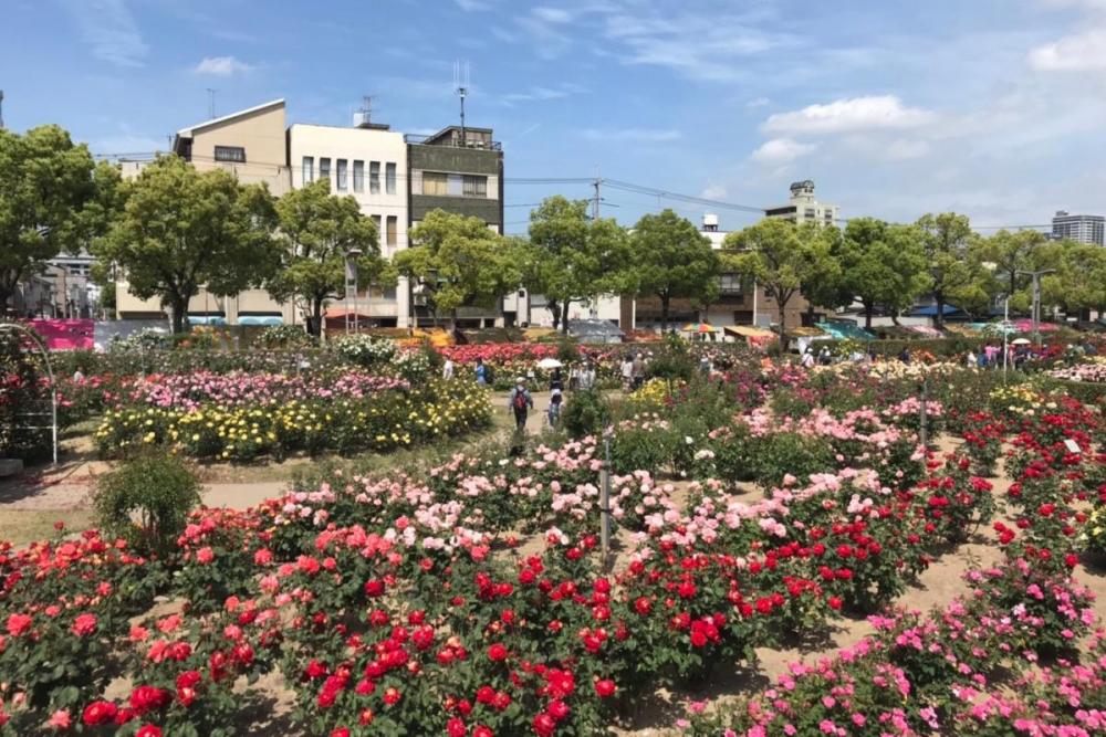 親善都市福山市の 福山ばら祭19 に参加しました 観光大使 新着情報 岡崎おでかけナビ 岡崎市観光協会公式サイト