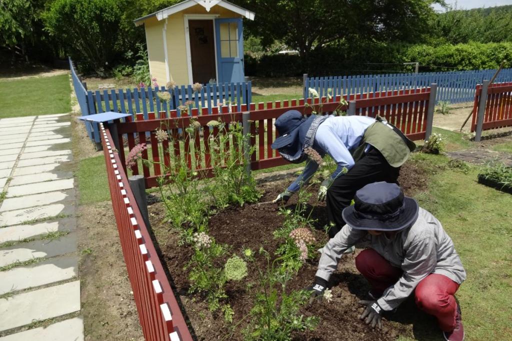 4月の種まきから育てた苗を植えるための大事な作業。