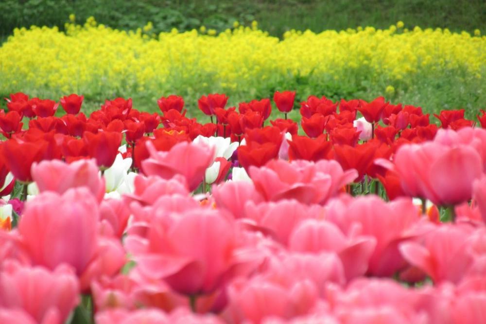 菜の花とチューリップのコラボレーション