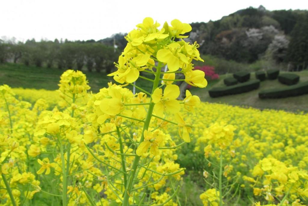 菜の花がまだまだ頑張っています