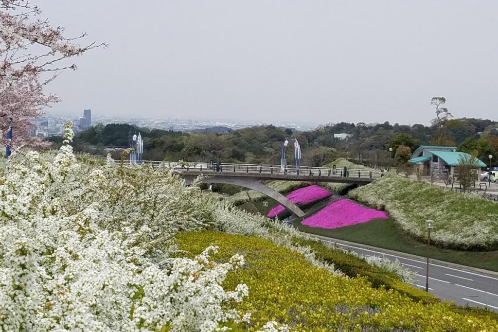 桜と芝桜