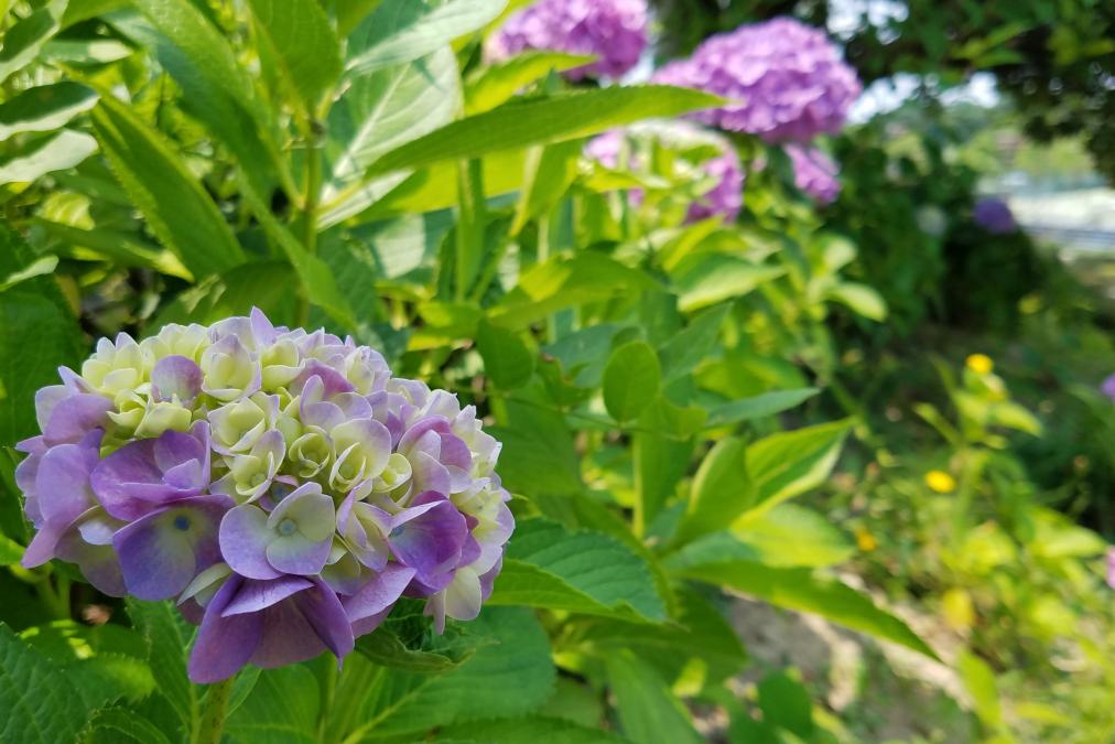 運動広場の紫陽花