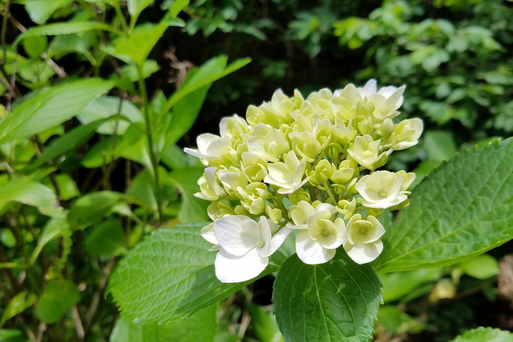 運動広場の紫陽花