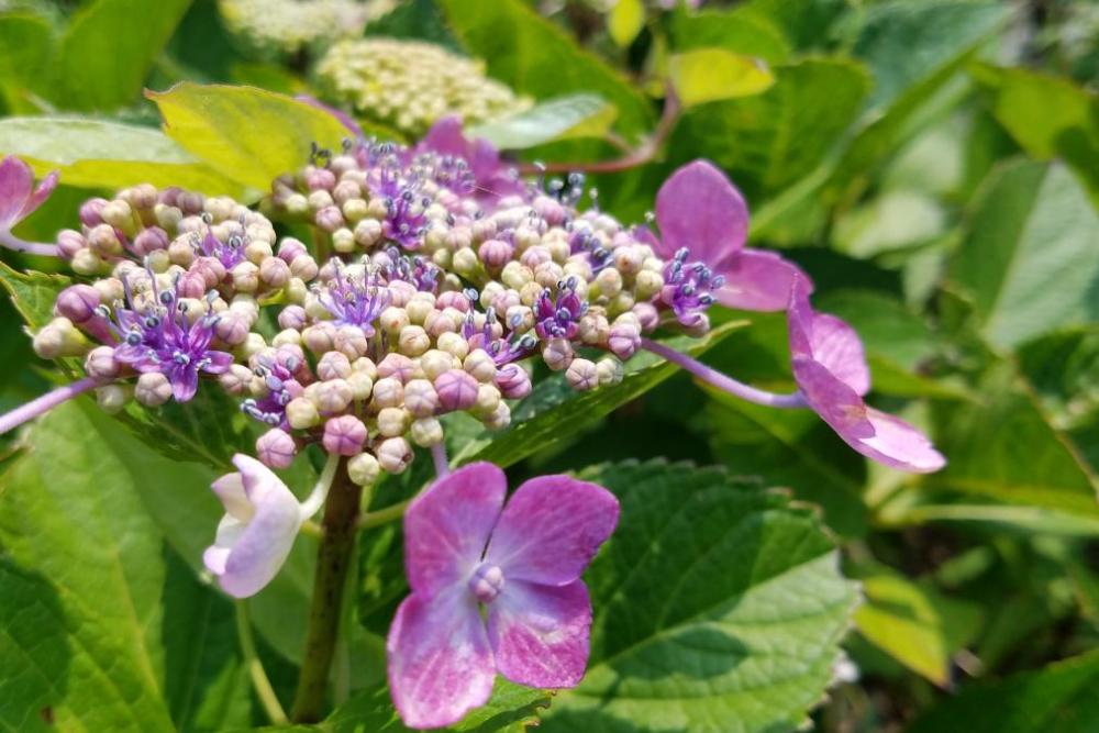 運動広場の紫陽花