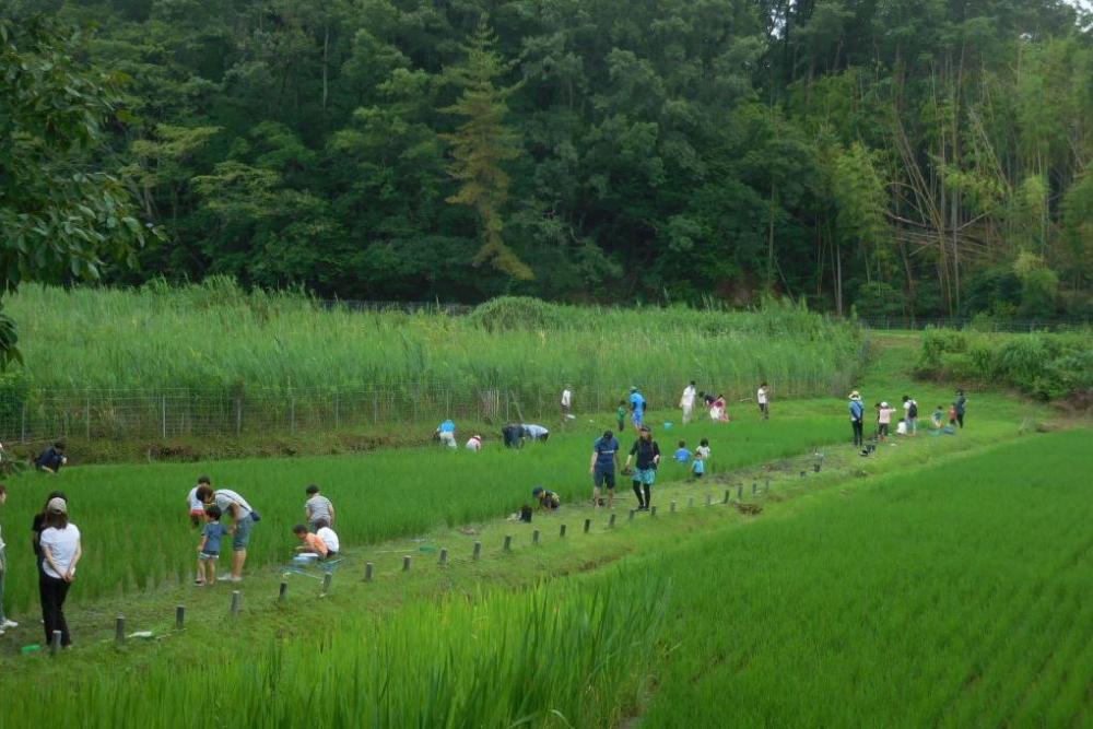 草取り開始っていうか･･････