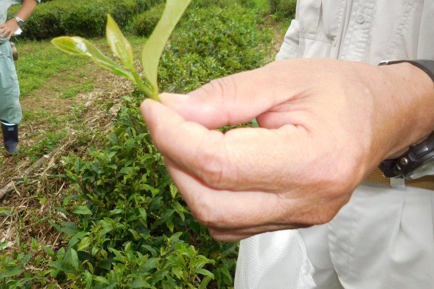 摘む部分は先端の一芯三葉！