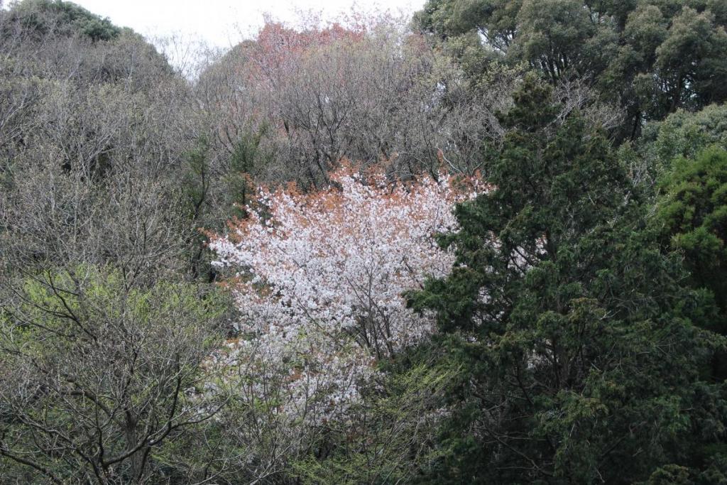 山桜です。