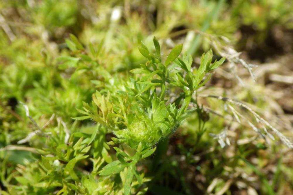 外来植物 メリケントキンソウとの闘い 新着情報 こども自然遊びの森 わんpark 水とみどりの森の駅 岡崎おでかけナビ 岡崎市観光協会公式サイト