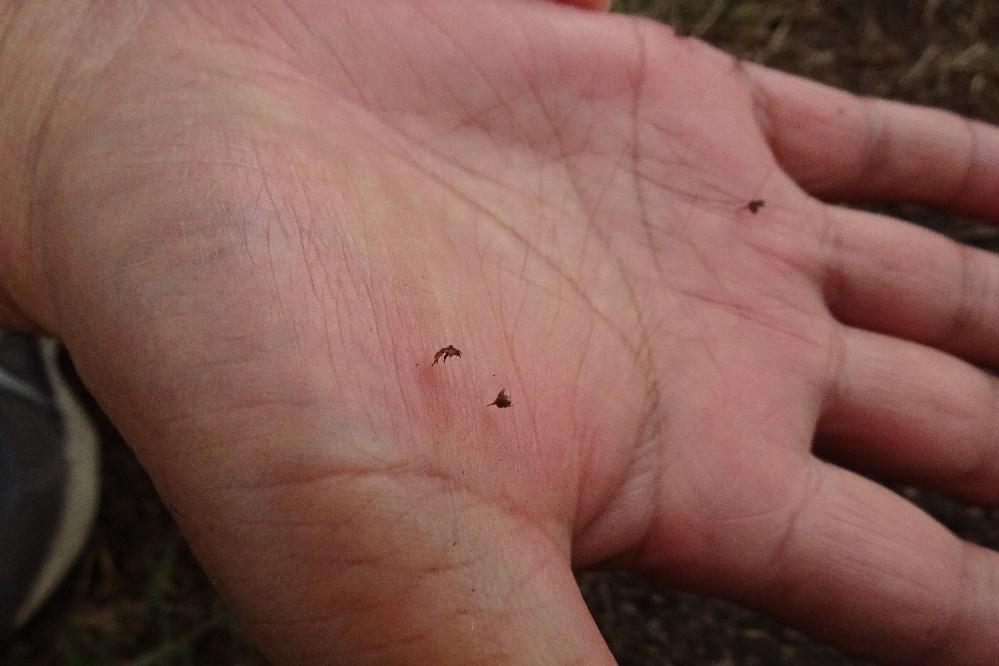 外来植物 メリケントキンソウとの闘い 新着情報 わんパーク 水とみどりの森の駅 岡崎おでかけナビ 岡崎市観光協会公式サイト