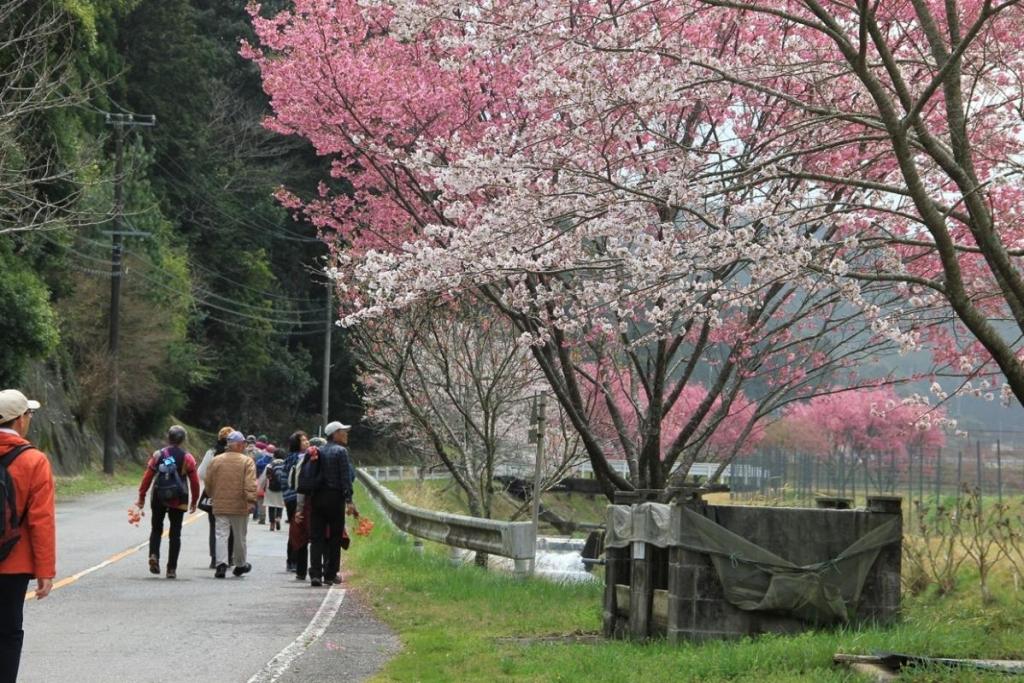 雨上がりで満開の桜を眺めながらウォーキング