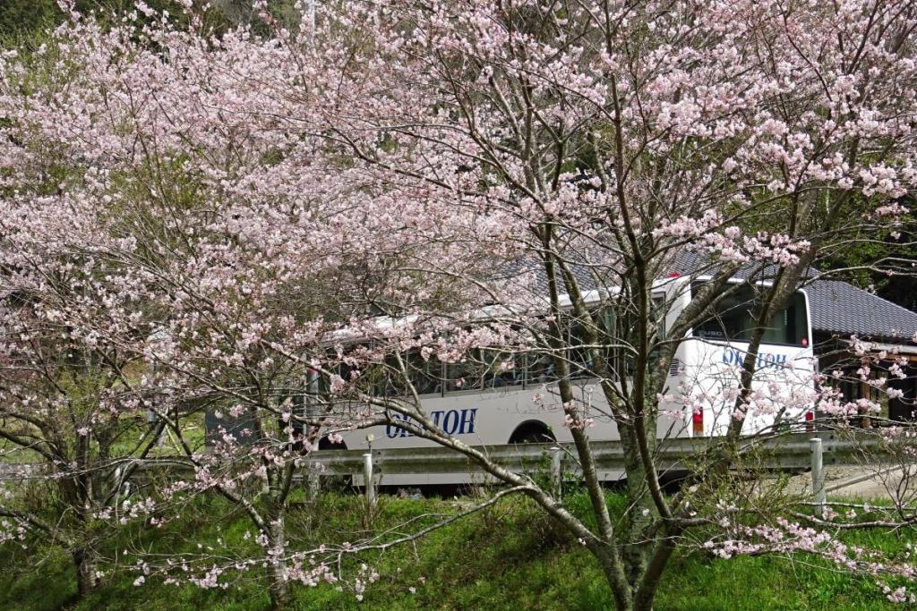 満開の桜の中を一路千万町町へ