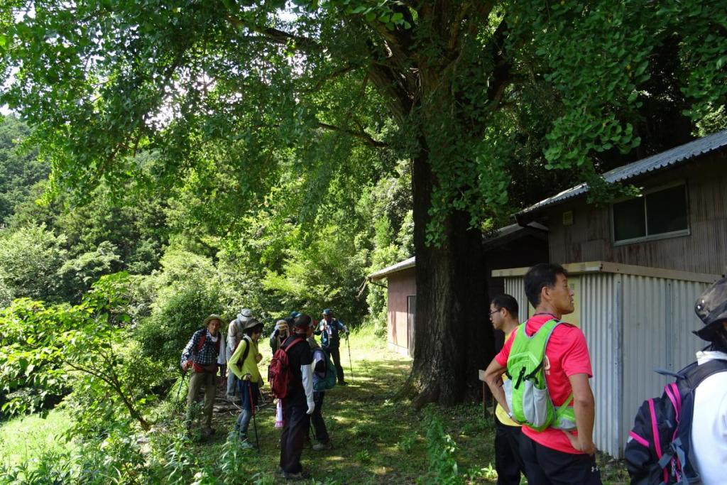 樹齢300年の大イチョウ