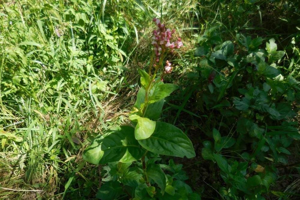 これがアイダテです、花も咲いています