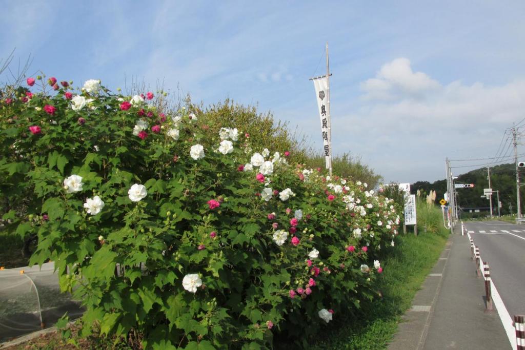 道路からも見れます！